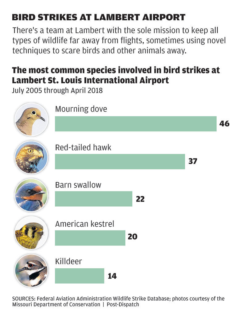 Bird strikes at Lambert Airport